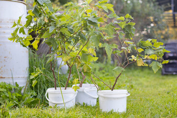 Currant bush seedlings in plastic buckets. A man transplants currant bushes.
