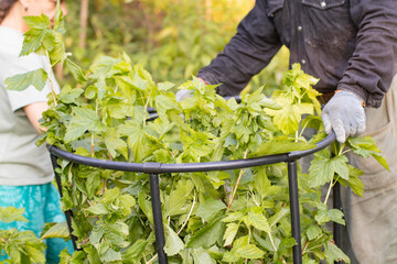 Two people are tying up a currant bush. People are tending the garden.