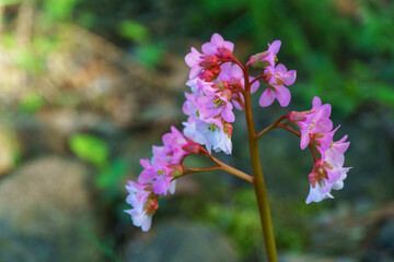 Delicate pink bergenia crassifolia 'Hidenuspe' flowers with red stems, standing against blurred natural background, highlighting their soft petals