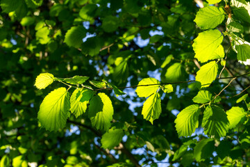 Green leaves on Corylus avellana or Corylus maxima hazelnut tree branch in sunlight, creating lively contrast against blurred backdrop of blue sky and more foliage