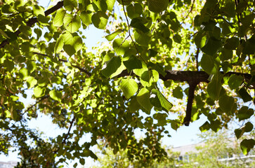 Green leaves of trees in the park at summer. Greenery in the rays of light. Blurred image, selective focus