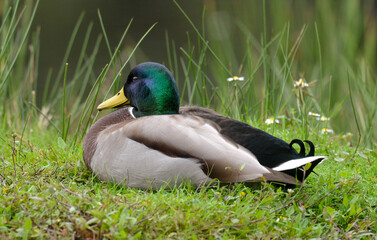 Fototapeta premium Canard colvert, Anas platyrhynchos, Mallard, mâle