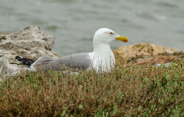 Goéland leucophée