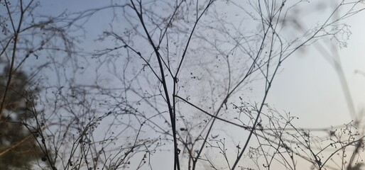 Natural Artistic View of Tree Stems and Foliage Outlined by Shimmering Sunlight with a Soft Lens Flare Effect in the Afternoon Sky