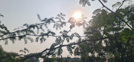 Natural Artistic View of Tree Stems and Foliage Outlined by Shimmering Sunlight with a Soft Lens Flare Effect in the Afternoon Sky
