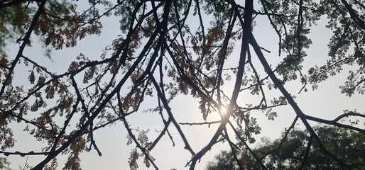 Natural Artistic View of Tree Stems and Foliage Outlined by Shimmering Sunlight with a Soft Lens Flare Effect in the Afternoon Sky