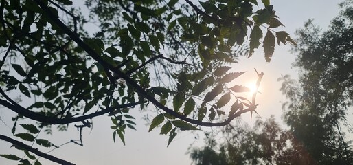 Natural Artistic View of Tree Stems and Foliage Outlined by Shimmering Sunlight with a Soft Lens Flare Effect in the Afternoon Sky