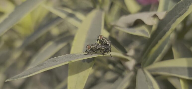 pair of flesh flies on a green leaf in a garden