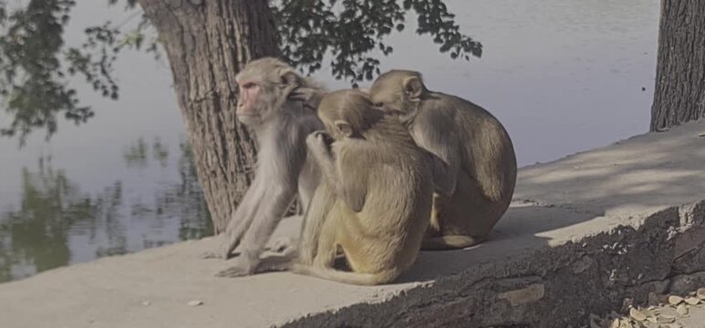 A group of three Rhesus macaque monkeys sitting on a stone ledge by a peaceful pond, with one monkey grooming another in a natural outdoor setting in India.