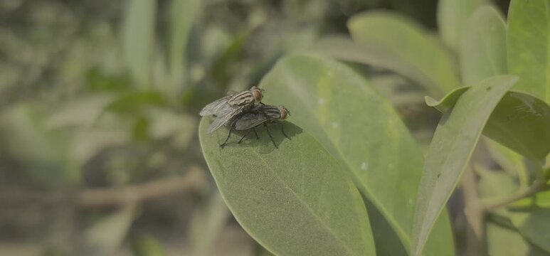pair of flesh flies on a green leaf in a garden