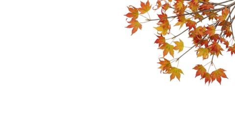 Vibrant autumn leaves isolated on transparent background