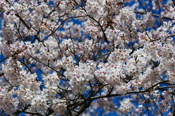 春の四重奏で知られる、舟川べり桜並木。朝日、富山、日本。４月上旬。