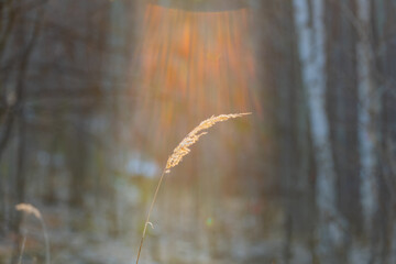 Dry bushgrass (Calamagrostis epigeios) in the rays of the spring sun in the forest