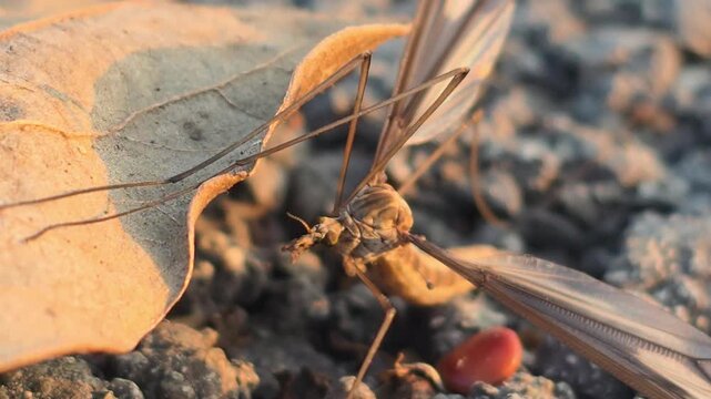 
초겨울 낙엽 위에서 포착된 각다귀의 모습

