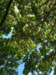 Fototapeta premium trees in the forest
