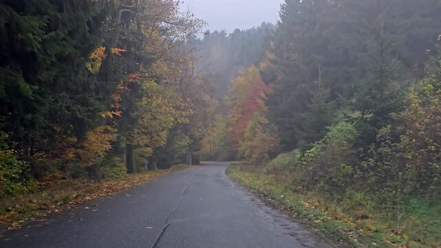 View from a car driving along a winding mountain road lined with tall trees and colorful autumn leaves falling onto the asphalt.