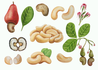 Watercolor set of cashew nuts. White background. For your design