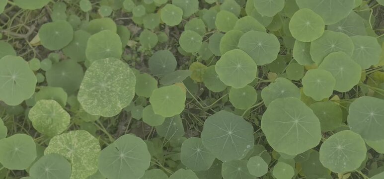 Dense Carpet of Vibrant Green Circular Nasturtium Leaves Creating a Natural Pattern in a Lush Garden