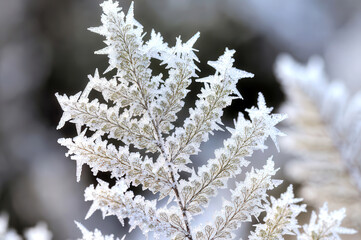 Obraz premium Close-up of frozen fern leaf with thin ice crystals. Natural abstract macro texture.