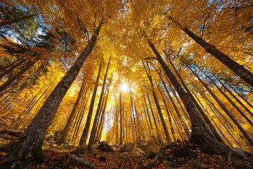 Looking up through a sunlit forest of golden autumn trees