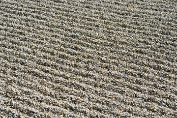 A repeating diagonal pattern of light-colored crushed gravel or stone, raked into orderly rows, creates a rough, uniform background texture