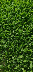 A Vibrant Green Texture of Lush Young Leaves Growing Densely Together in a Field, Creating a Natural Pattern of Organic Foliage Ideal for Environmental Backgrounds