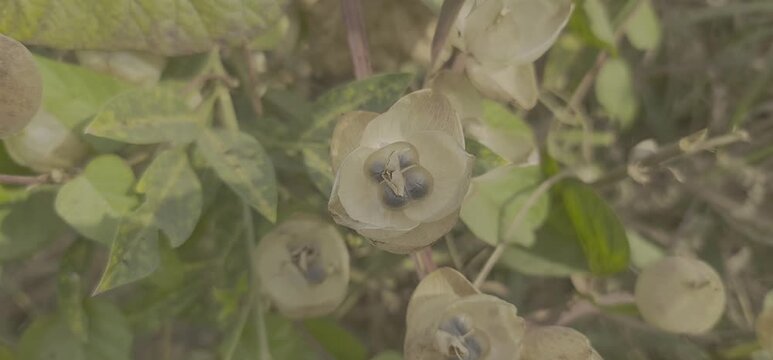 Detailed close-up of the unique papery fruits and green foliage of the Operculina turpethum plant, commonly known as Indian Jalap or Turpeth