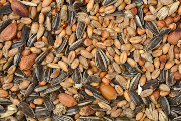 A detailed, full-frame shot of a mixed blend of seeds, including sunflower seeds, peanuts, and various grains, used for feeding birds