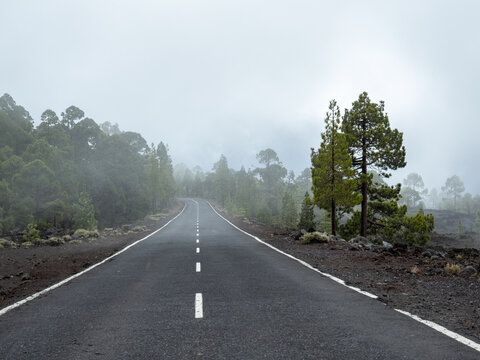 View of a dark asphalt road winding through a misty forest, with vibrant green trees contrasting against the grey sky, El Teide National Park, Tenerife, Spain.