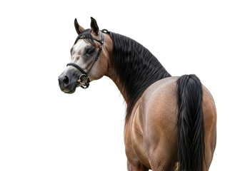 Dapple light brown Arabian horse with grey face, dark flowing mane, black leather bridle, gold bit, looking back, seamless light grey studio background, pristine product photography concept