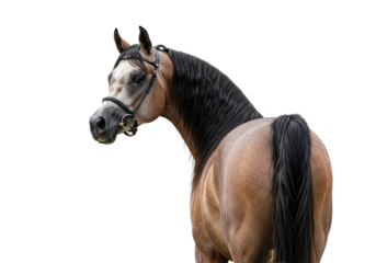 Dapple light brown Arabian horse with grey face, dark flowing mane, black leather bridle, gold bit, looking back, seamless light grey studio background, pristine product photography concept