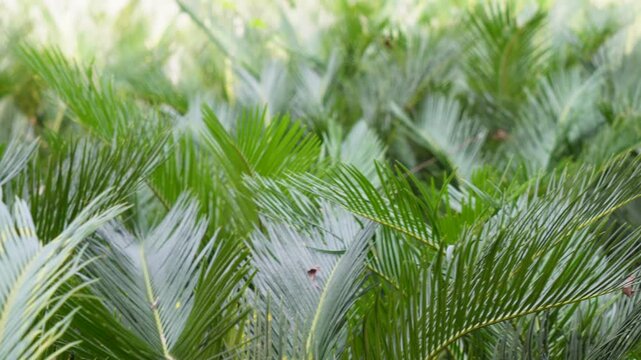 Leaves of Sago palm, Cycas revoluta, also known king sago or japanese sago palm