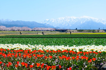 春の四重奏で知られる、舟川べり桜並木。朝日、富山、日本。４月上旬。