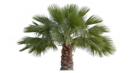 Tropical palm tree with wide fan shaped green leaves and textured brown trunk, isolated on transparency background, evokes relaxing vacation and summer vibe, perfect for travel or nature themes