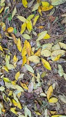autumn leaves on the ground