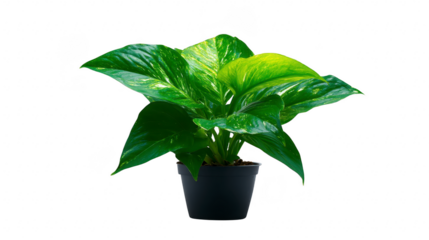 Green pothos plant with glossy heart shaped leaves in black plastic pot, isolated on transparency background, perfect for indoor decoration and air purification
