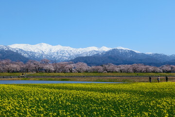 春の四重奏で知られる、舟川べり桜並木。朝日、富山、日本。４月上旬。