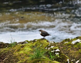 Eurasische Wasseramsel (Cinclus cinclus) im Vintgar, Slowenien