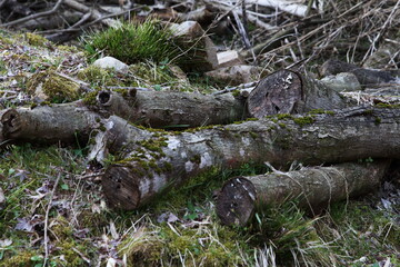 山の中にある切り株