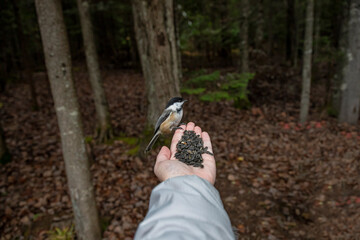 Chickadee in the hand