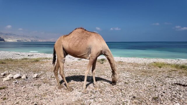 Camels along a coastal road in Dhofar, Oman, showcasing life in the Arabian Peninsula adjacent to the blue waters of the Arabian Sea