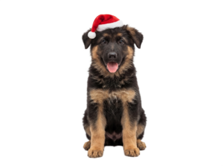 Cute German Shepherd puppy sitting in Santa hat, isolated on transparent background, Christmas pet portrait