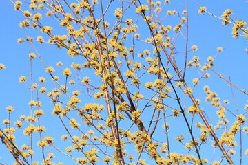 青空に映える梅の花