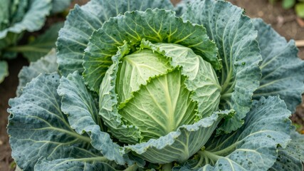 cabbage in the garden