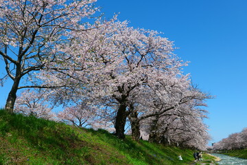 Fototapeta premium 春の四重奏で知られる、舟川べり桜並木。朝日、富山、日本。４月上旬。
