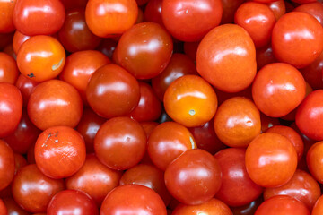 Simple descriptive title. Vibrant harvest of juicy red tomatoes in natural light representing healthy eating organic farming and seasonal produce.