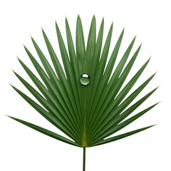 Vibrant emerald green palm frond with parallel veins, fanned out symmetrically, translucent water droplet on central vein, transparent background, no shadows, macro. Concept of natural beauty and