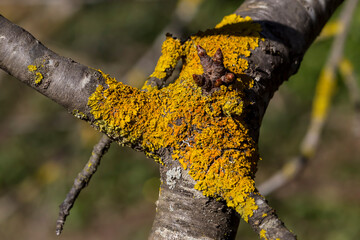 The yellow lichen grows on a tree close-up