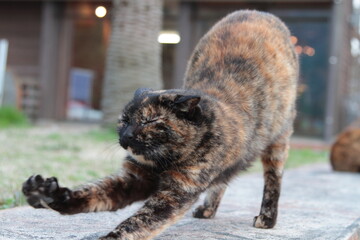 背伸びする野良猫