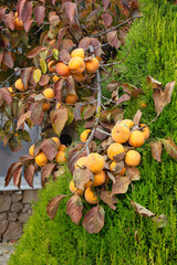 Ripening persimmon hanging on a branch